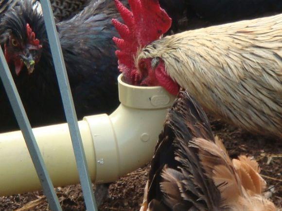 Gallinas criollas tomando jugo de caña
