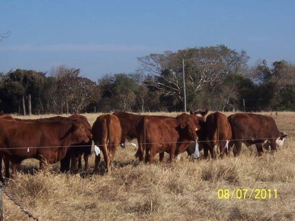 Imagen de novillos en el Chaco