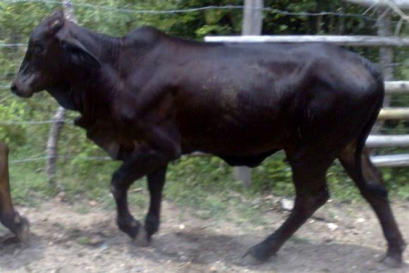 Novilla comercial entrada en Brahman