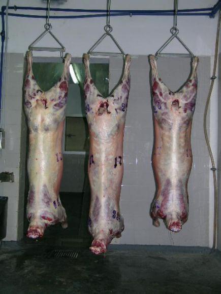 Reses de corderos. Cruza Pampinta por Texel, Pampinta puro y cruza Pampinta con Ill de France