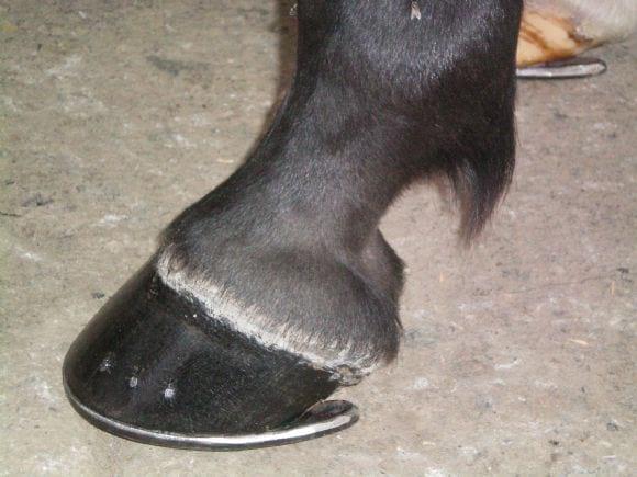 Multiherrajes en caballos