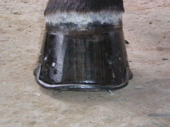 Multiherrajes en caballos