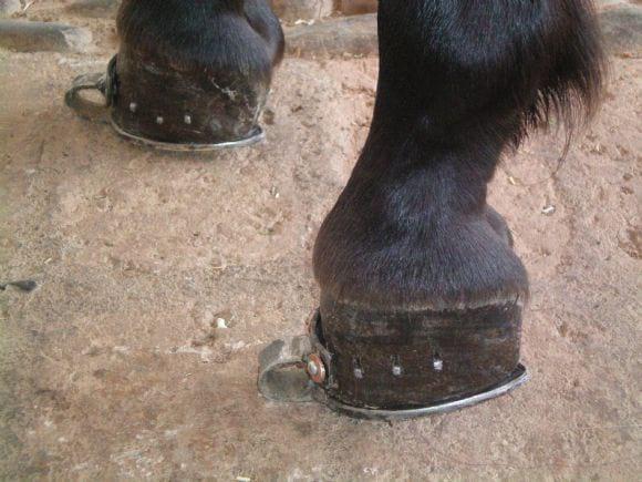 Multiherrajes en caballos