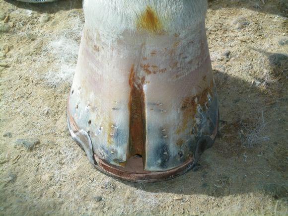 Multiherrajes en caballos