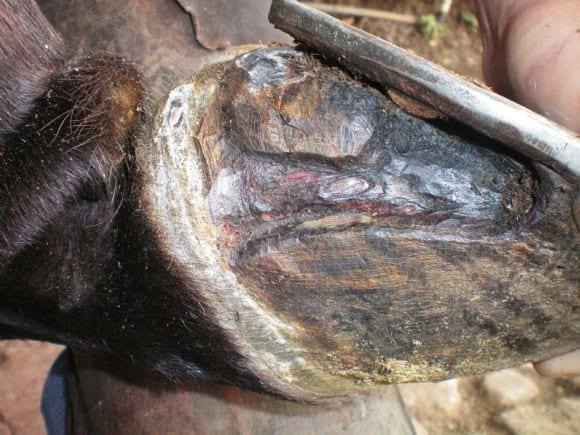 Multiherrajes en caballos