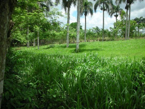 Pasto Sinai (Brachiaria Brizantha c. Marandu)