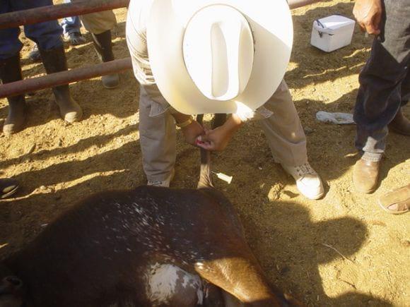 Diagnóstico de Brucelosis