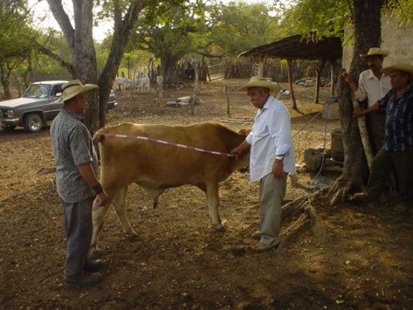 Cálculo de peso vivo en ovinos