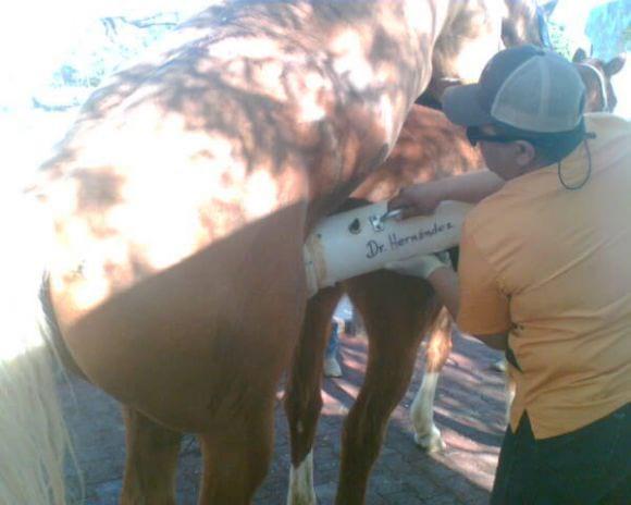 Colección de semen en caballos