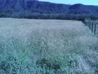 Pasturas Tropicales y Sutropicales