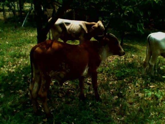 Novillo de 14 meses, guir 7/8 en brahman rojo