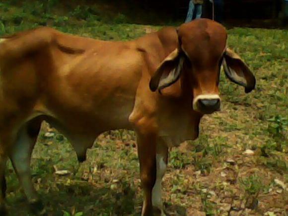 Novillo cruce de brahman rojo y guir de 20 meses