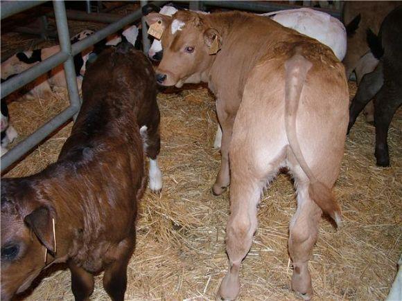 Cruce de asturiana x holstein rojo