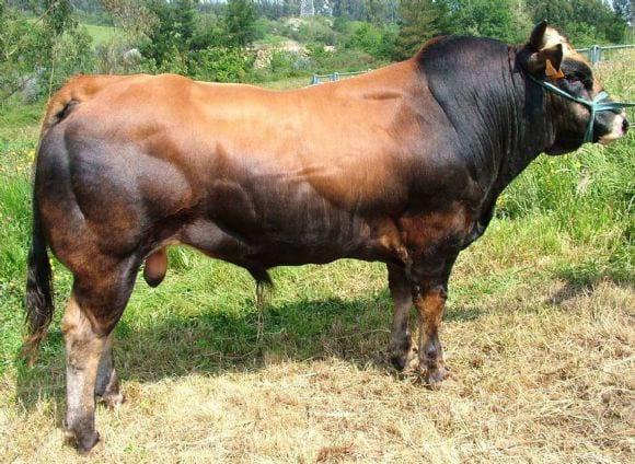 Toro de gran fromato carnicero