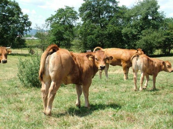 Los terneros suelen destetar en un promedio de 222 kilos a los 6 meses