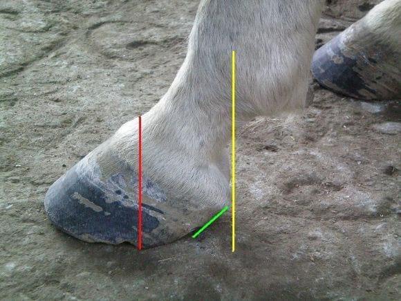 Multiherrajes en caballos