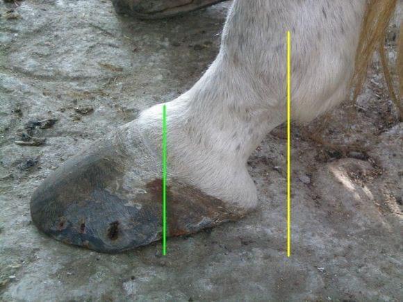Multiherrajes en caballos