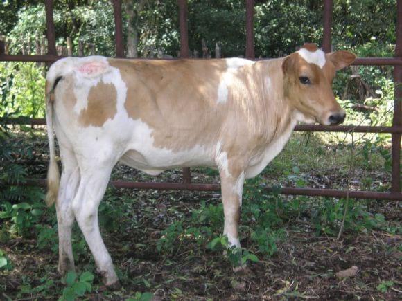NOVILLA HOLSTEIN  X  CARORA