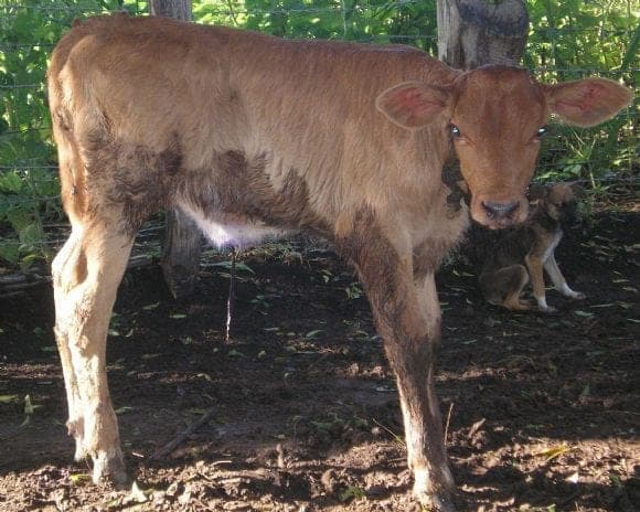 BECERRA F1 HOLSTEIN X BRAHMAN