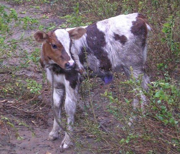 BECERRA F1 HOLSTEIN BRAHMAN
