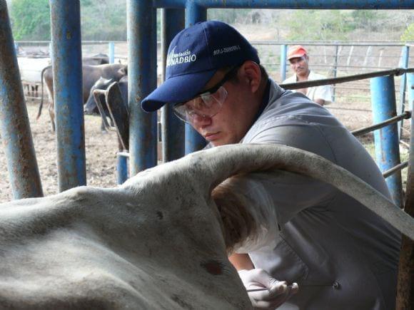 inseminaciones y transferencias de embriones.