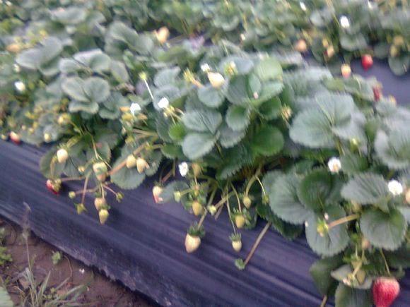 Mis Fresas