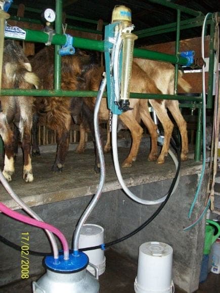 Control Lechero.Cabras Anglo Nubian.