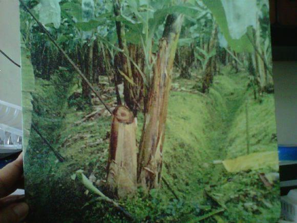 Zeoagro en el banano