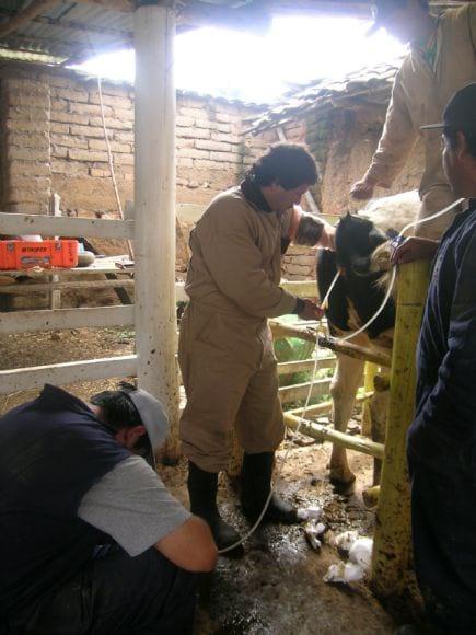 Colectando embriones
