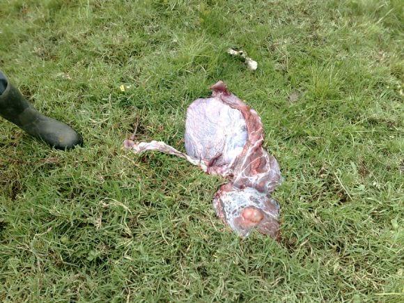 Placenta de bovino extraída