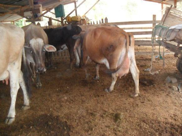 vaca