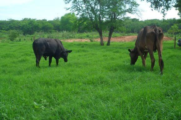 pasturas sustentables