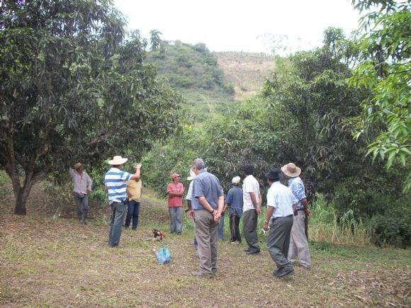TALLER PODA EN MANGOS MEJORADOS