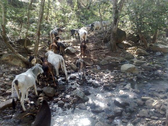 Ganado cebú de llano