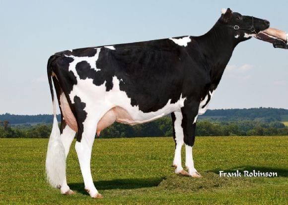 REGANCREST GV-J BRASSY