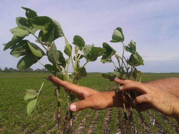 Bioestimulantes en Soja