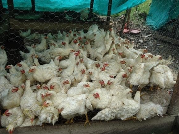 pollos de engorde