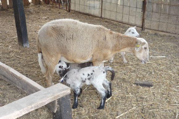 borrega con corderos hijos de un sulfolk