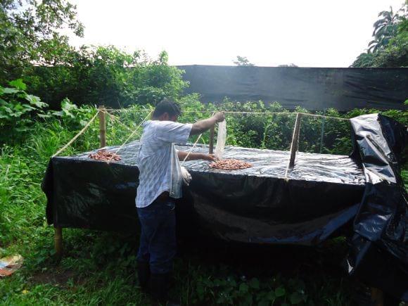 secador de cacao
