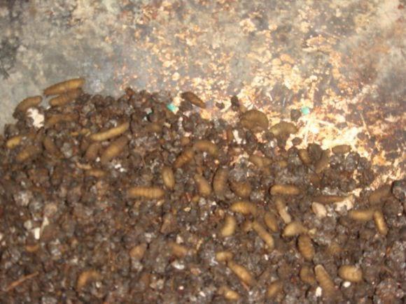 Larvas de mosca soldado
