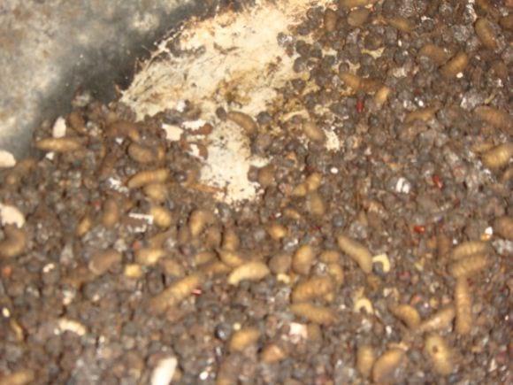 Larvas de mosca soldado producidas en sustrato