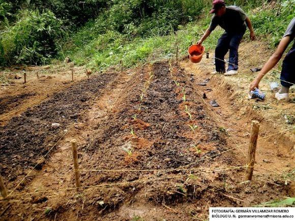 Agricultura orgánica