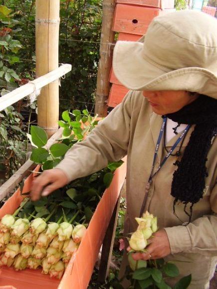 Corte y cosecha de rosas