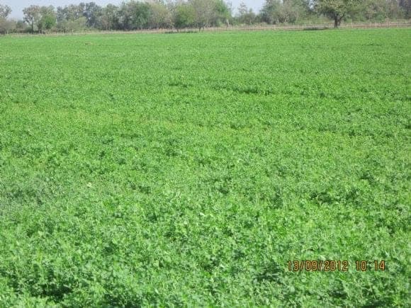 Campo de alfalfa santiago del estero