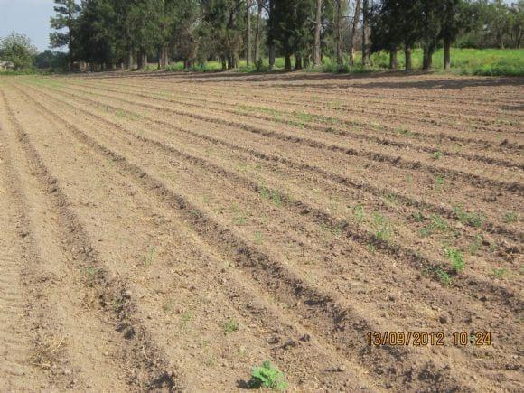 campo de santiago del estero