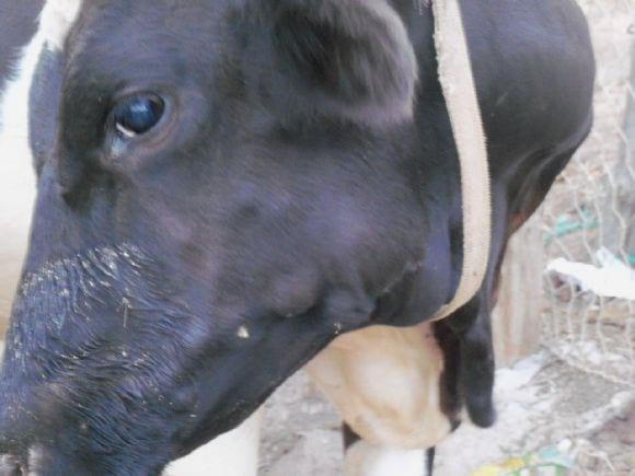enfermedades de la vaca