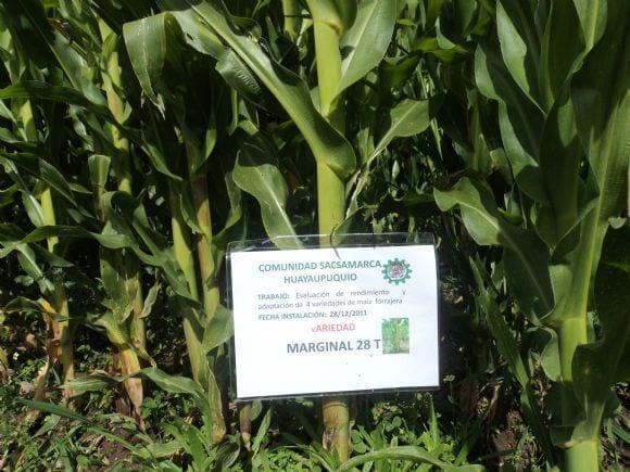 PRODUCCIÓN  DE MAÍZ FORRAJERA