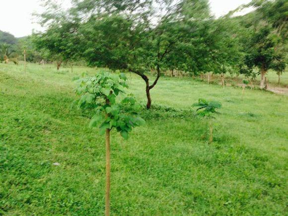 Siembra de árboles en estaca