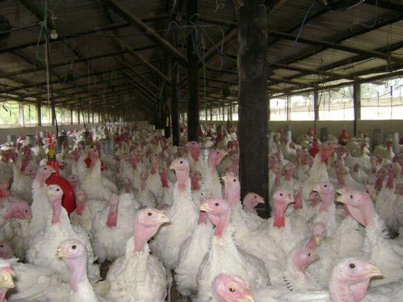 Producción de Pavos.