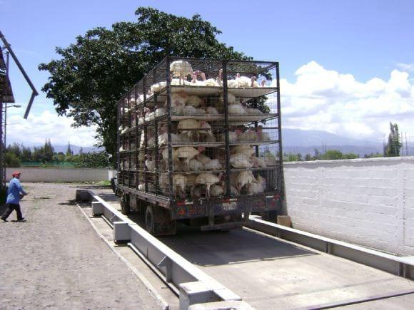 Transporte y control de peso. Pavos.